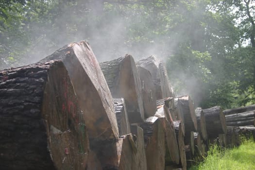 Steaming tree trunks