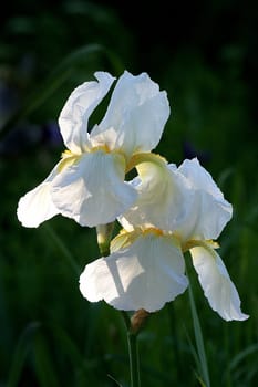 white iris