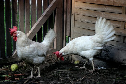 (chicken farm) or (chicken field)
