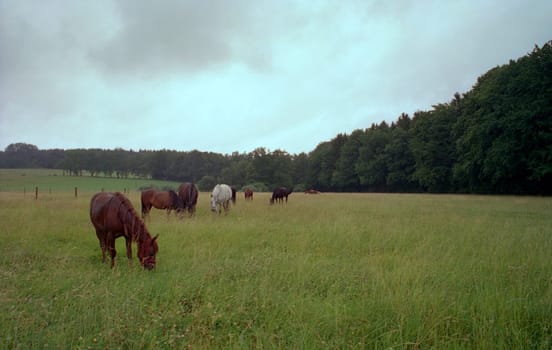 Horse pasture I