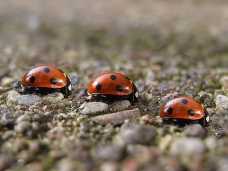 Beetle Race