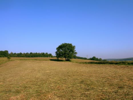 A tree clipped in a field with us with high color saturation