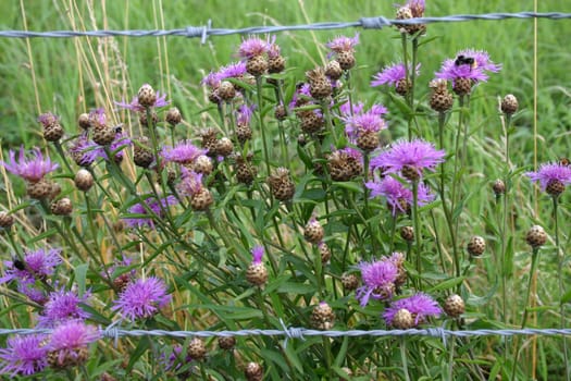 Meadow flake flowers