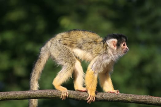 Does anyone know what genus this monkey belongs to?