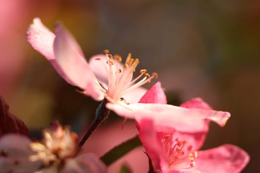 Apple blossom