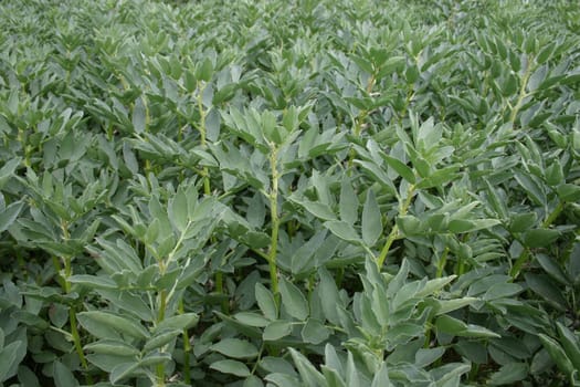 Field beans 2