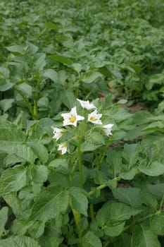 Potato field