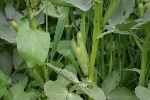 Fava beans