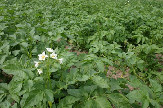 Potato cultivation