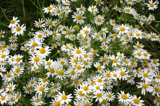 Chamomile field