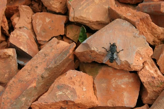 Fly on brick debris