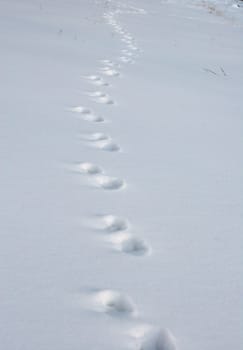 Traces