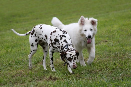 Friends