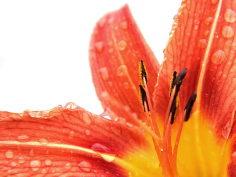 Daylily