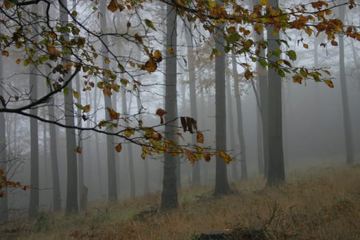 Autumn forest in the fog
