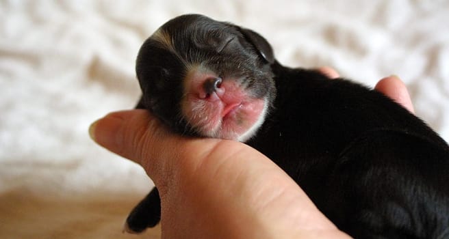 Little Ian,3 days old (American Cocker) sleeps confidently in my hand. Canon D30