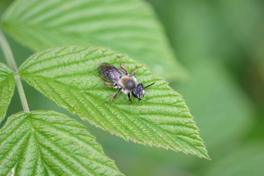 Insect on leaf