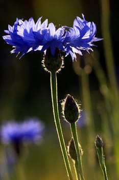 Cornflower