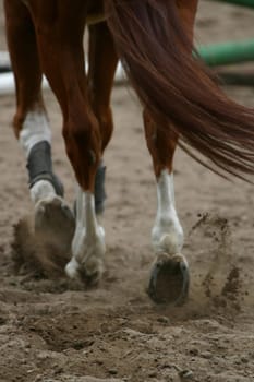 Horses