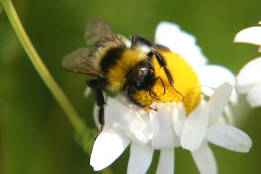 Bumblebee on daisy