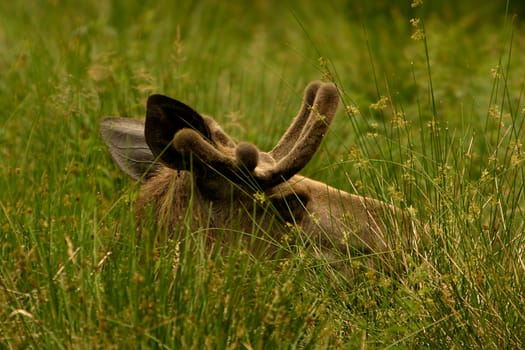 Elk Lair