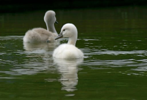 Pregnant babies
