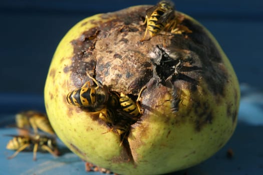 Even more wasps...