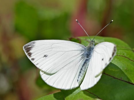 Cabbage white