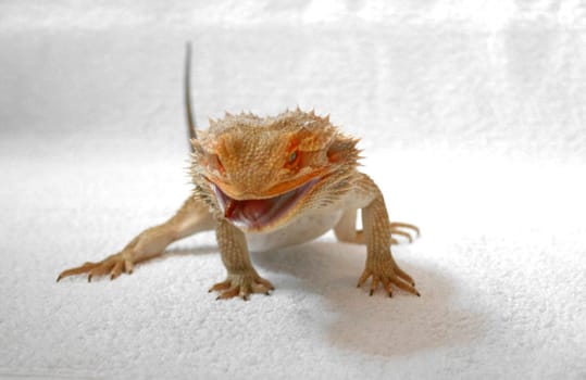 Our ever-hungry bearded dragon
