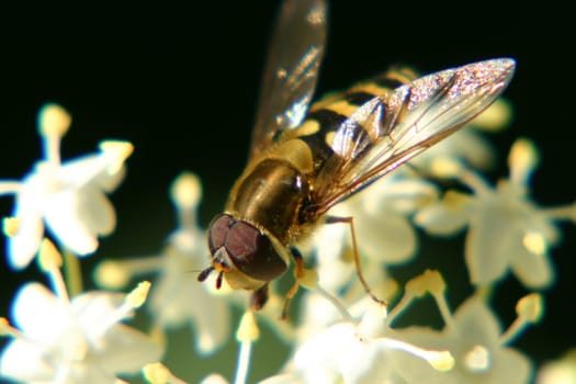 Hoverfly on white bloom