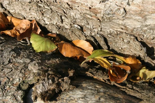 (Fall foliage) or (fall leaves) or (autumn leaves)