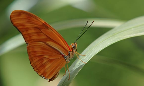 Focal Length: 180mm Aperture f9 Bel.1/80 sec.