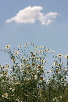 Camomile