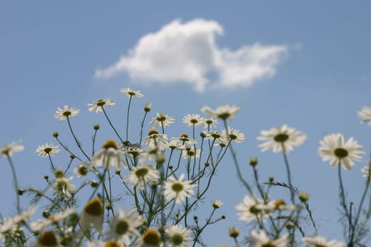 Chamomile flowers