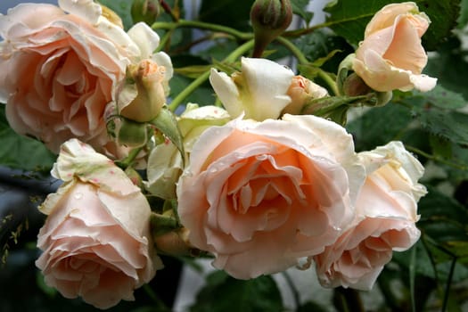English rose