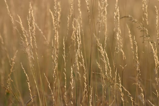 Grasses in the backlight
