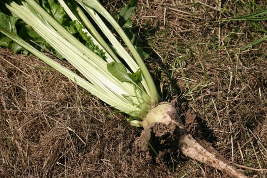 Sugar beet