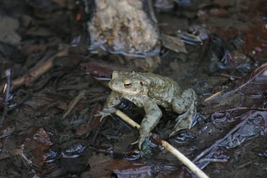 Common toad