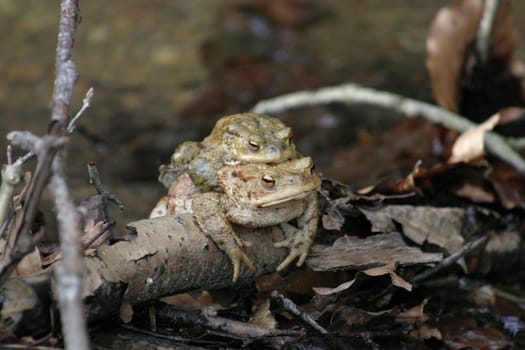 Common toads mating - above the male that can no longer be shaken off until "completion""  -)"
