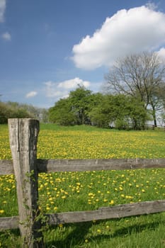 Dandelion meadow