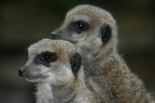 Meerkat