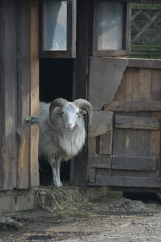 Ram