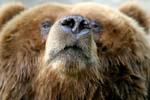 Bear's nose coati