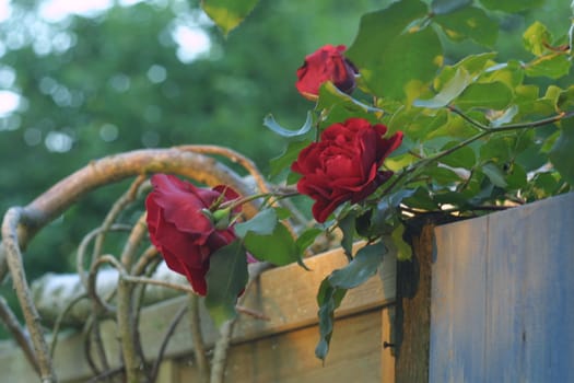 Above my garden gate