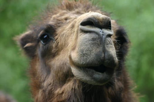 Dromedary