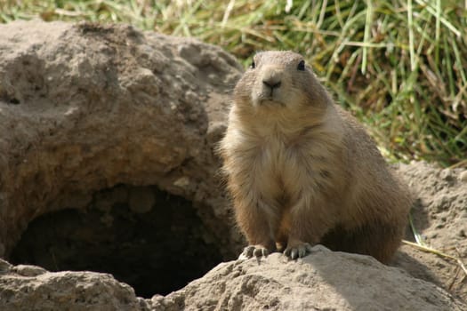 Prairie dog