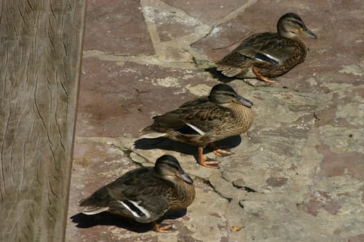 3 ducks on dry land
