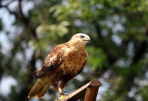 Highland Buzzard