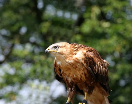 Highland Buzzard