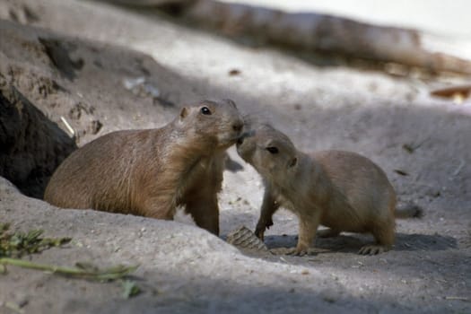 Prairie dogs
